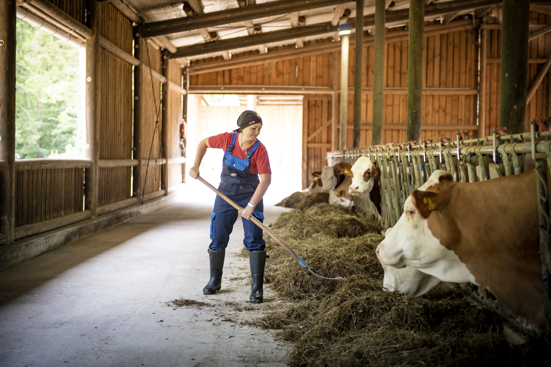 Astrid Kogler beim Kühe füttern.jpg