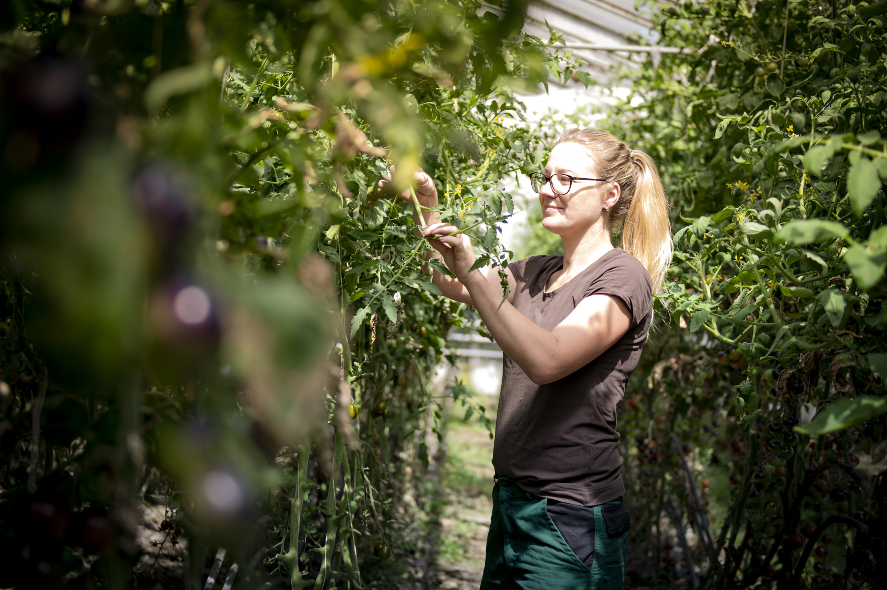 Petra Fleischhacker bindet Tomatenpflanzen.jpg Petra Fleischhacker bindet Tomatenpflanzen.jpg