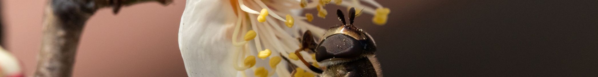 HEADER für WIR ÜBER UNS Biene auf Blüte © HeungSoon auf Pixabay