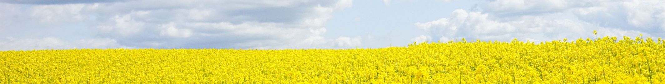 HEADER für WIR ÜBER UNS Rapsfeld und Himmel © Hans Braxmeier auf Pixabay