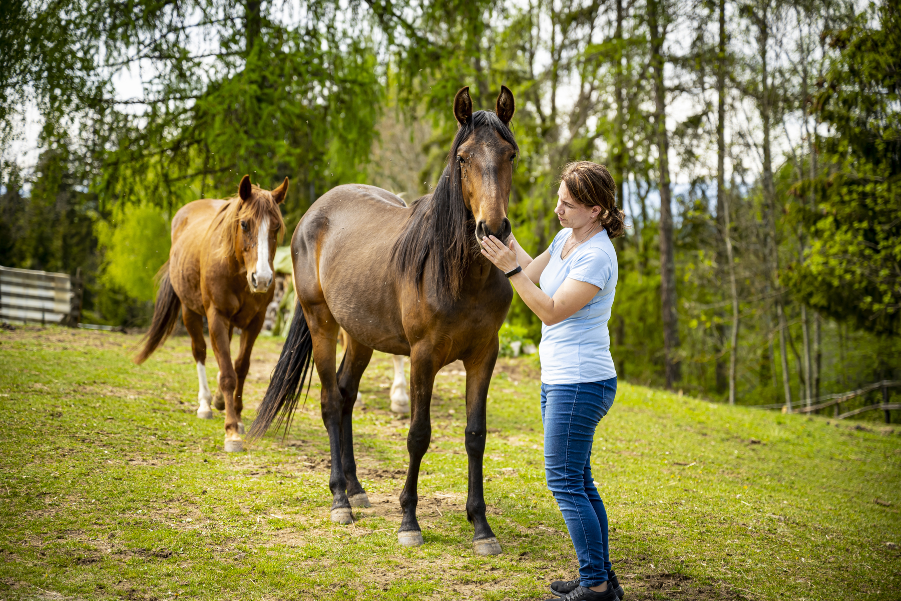 Auch Pferde und viele andere Tiere gehören zur Menagerie am Gipflerhof © Wirlphoto