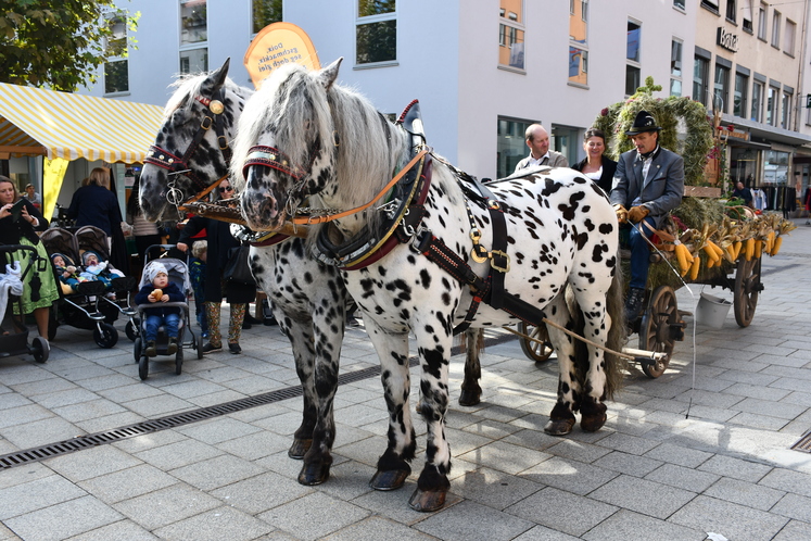 Erntedank in Bregenz | .jpg Erntedank in Bregenz | .jpg