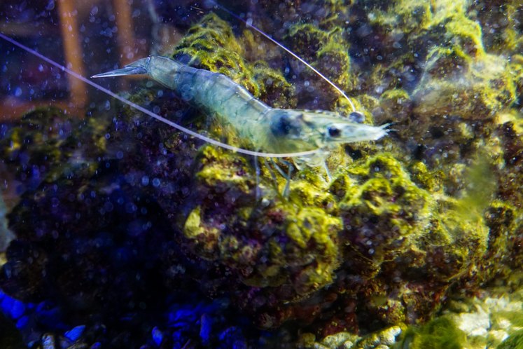 Adventlehrfahrt Hall in Tirol (7).jpg Adventlehrfahrt Hall in Tirol (7).jpg