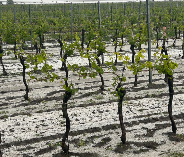 Hagelschaden im Weinbau in Gols/Bgld 2024