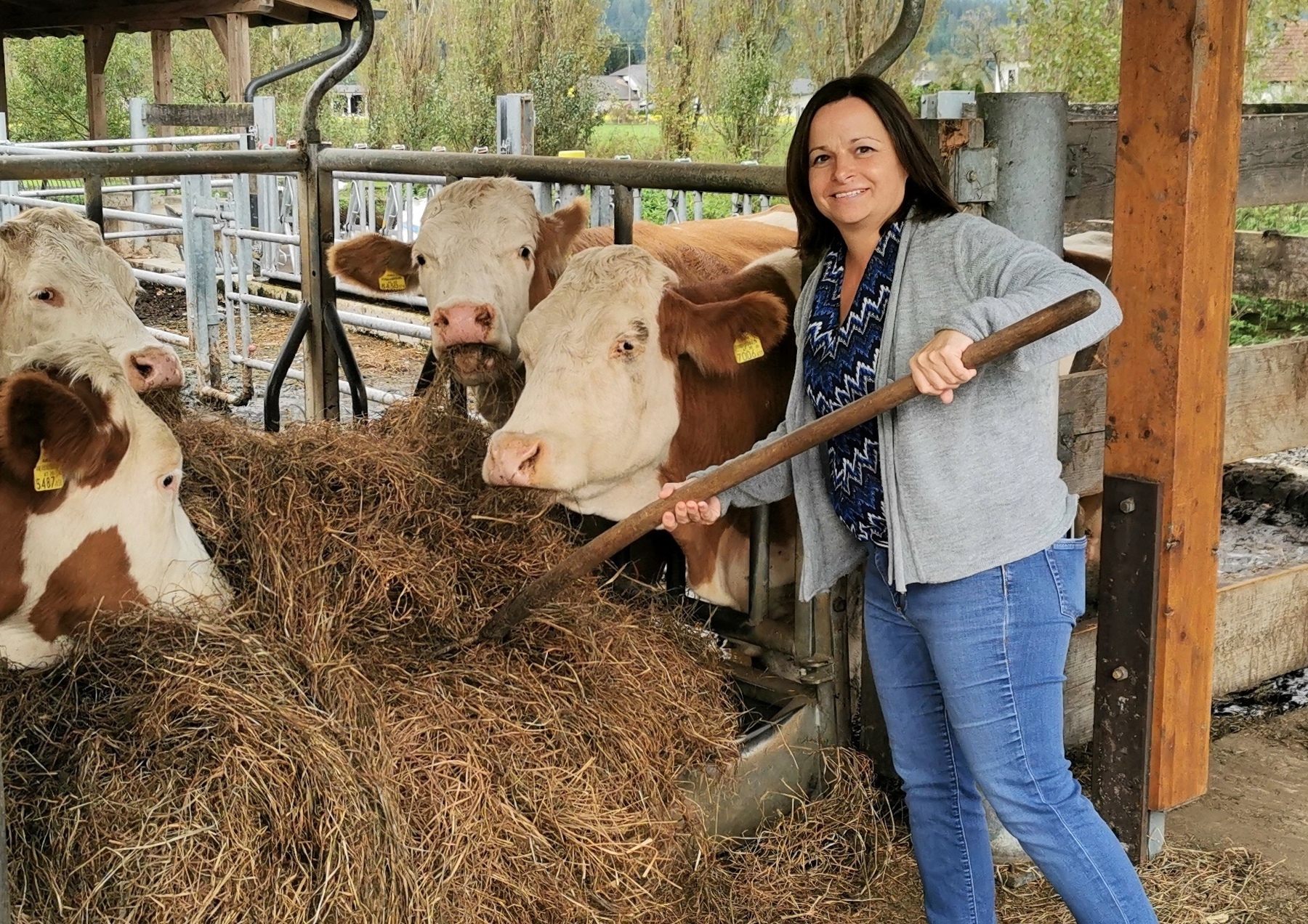 Eine Frau füttert die Rinder mit Heu