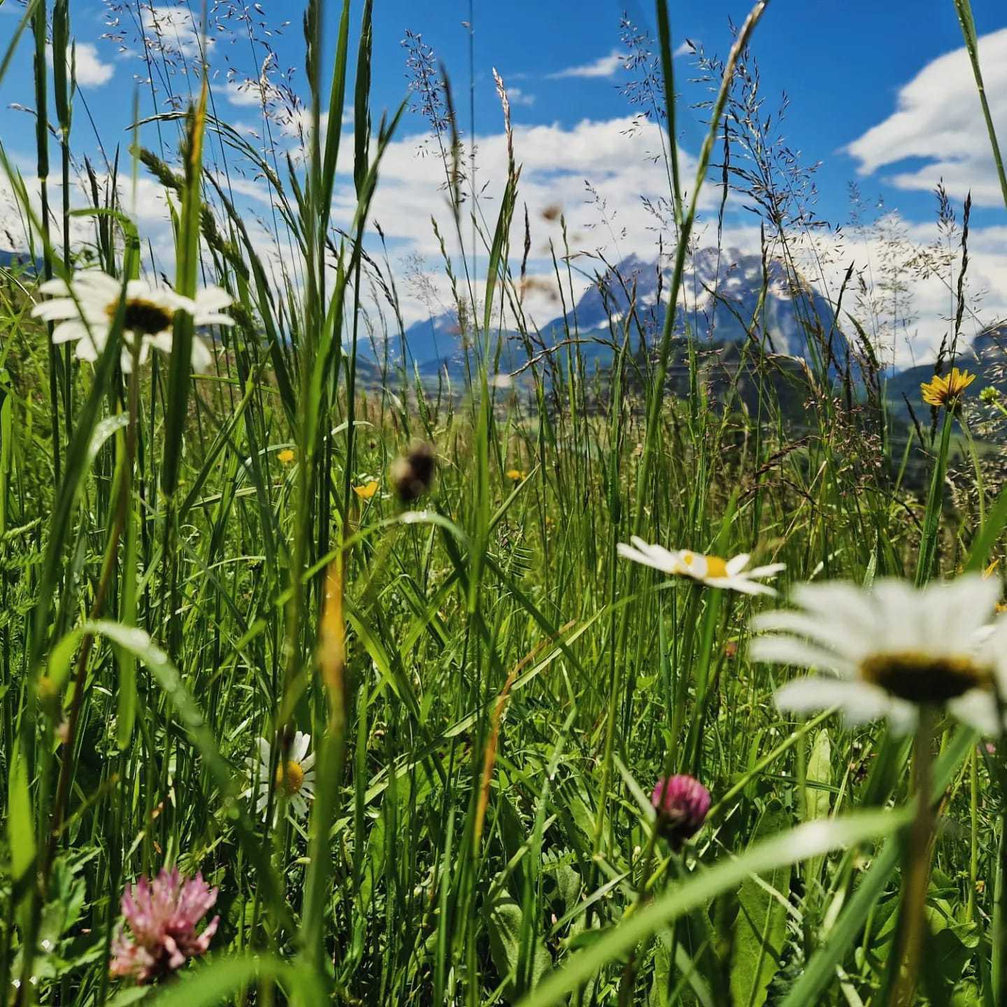 Artenreiche Wiese am Betrieb von Roswitha Marold.jpg