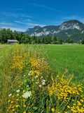 Blühstreifen am Rand der Wiese von Roswitha Marold.jpg