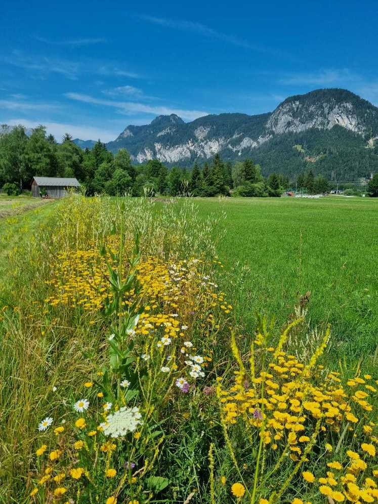 Blühstreifen am Rand der Wiese von Roswitha Marold.jpg