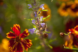 Biene auf Blüte bei Brigitte Dörner.jpg