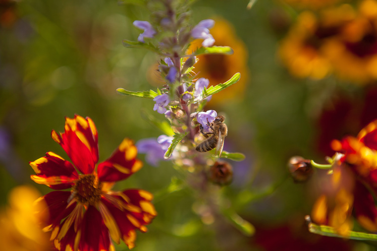 Biene auf Blüte bei Brigitte Dörner.jpg
