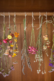 Trockenblumen von Brigitte Dörner.jpg