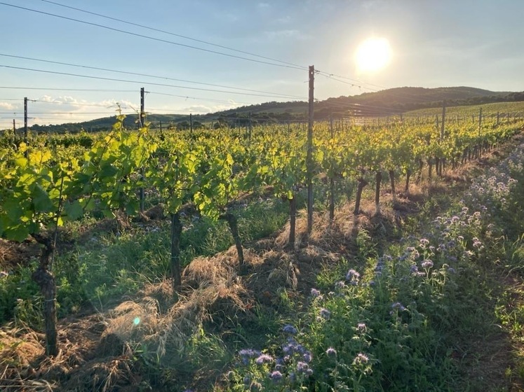 Blüten zwischen den Rebzeilen im Weingarten von Birgit Braunstein.jpg