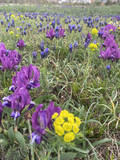 Trockenrasen in Blüte am Betrieb von Birgit Braunstein.jpg Trockenrasen in Blüte am Betrieb von Birgit Braunstein.jpg