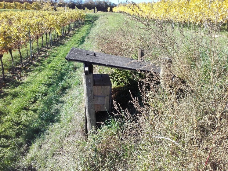 Wiedehopf Nistkasten am Hof von Birgit Braunstein.jpg
