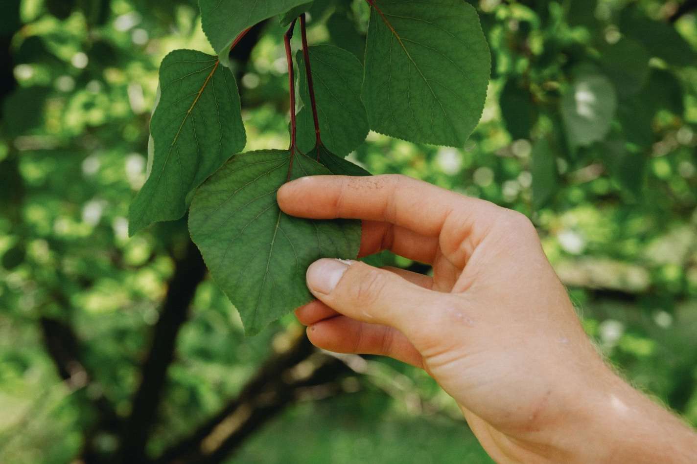 Gesundheit fördern am Bauernhof 2.jpg