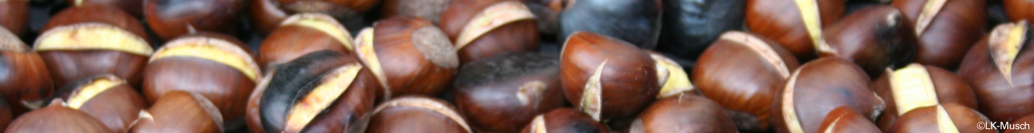 HEADER Themen und Projekte - Winter © Musch