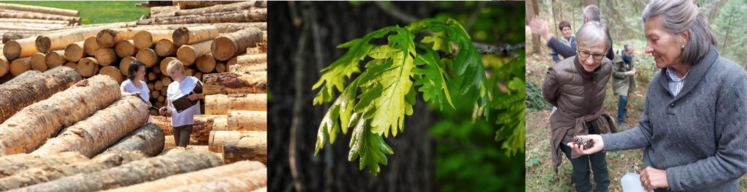 Waldspaziergang für Frauen.png
