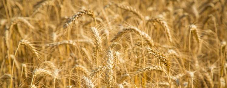 Getreidefeld .jpg
