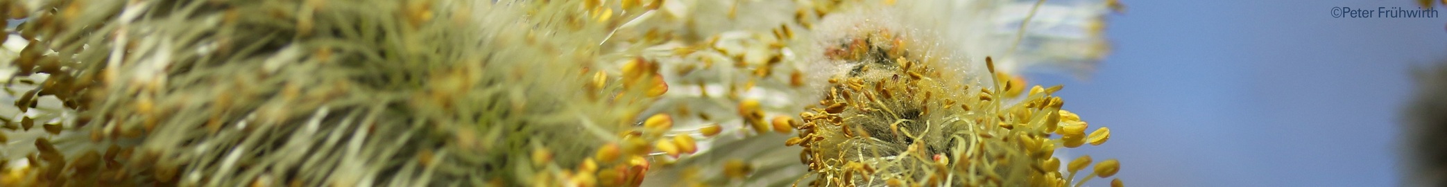 HEADER Themen & Projekte Frühling 1