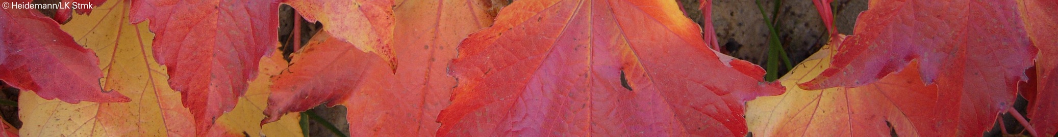 HEADER - Herbstl für TERMINE © Heidemann/LK Stmk