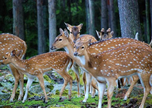 Rehe © pixabay