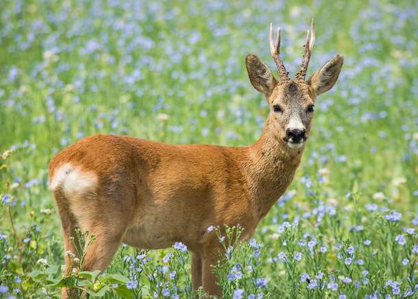 Reh verlassdidrauf.at Landwirtschaft ABC Reh verlassdidrauf.at Landwirtschaft ABC