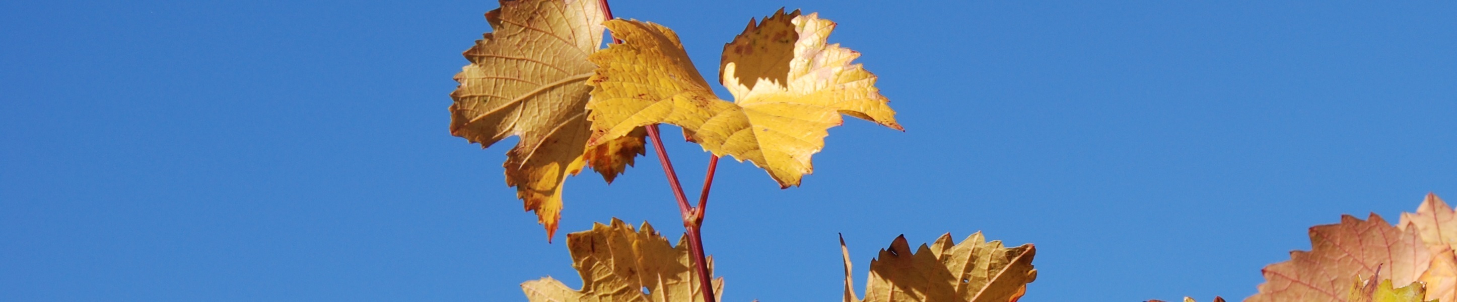 weinblätter 2895x600 © Herbert Bauer