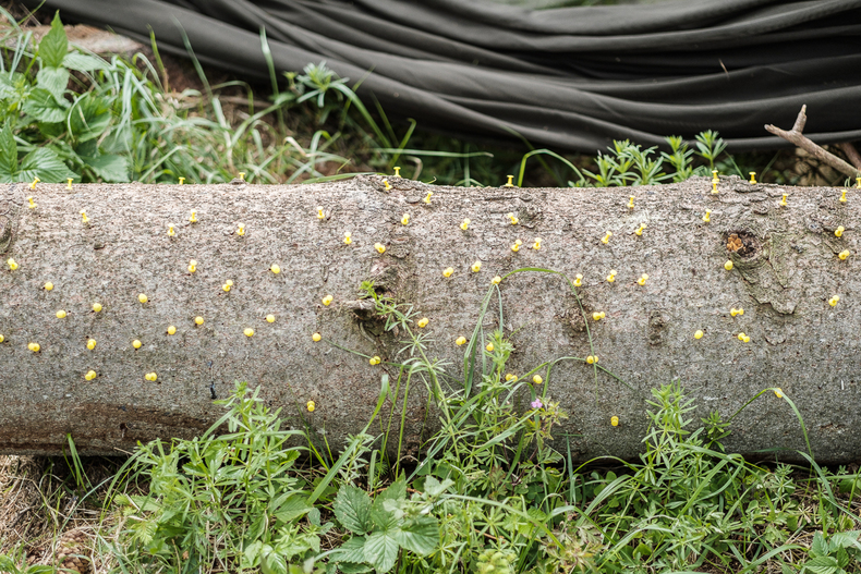 Farminar Borkenkäferbekämpfung Farminar Borkenkäferbekämpfung