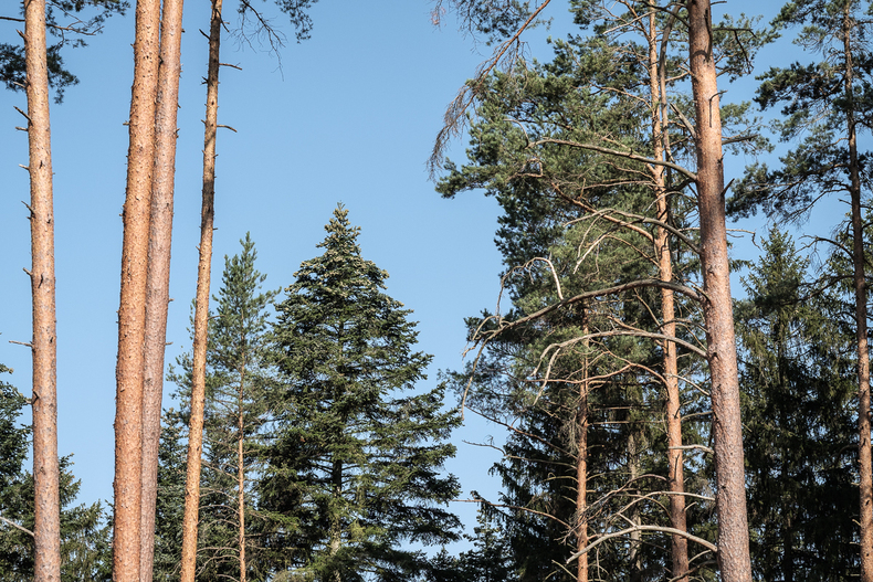 Farminar Aufforstung Farminar Aufforstung