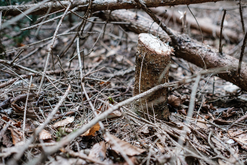 FARMINAR-NZL-WALDPFLEGE 2019-04-26 003  P9T1313 (c) Gerald PFABIGAN.jpg FARMINAR-NZL-WALDPFLEGE 2019-04-26 003  P9T1313 (c) Gerald PFABIGAN.jpg