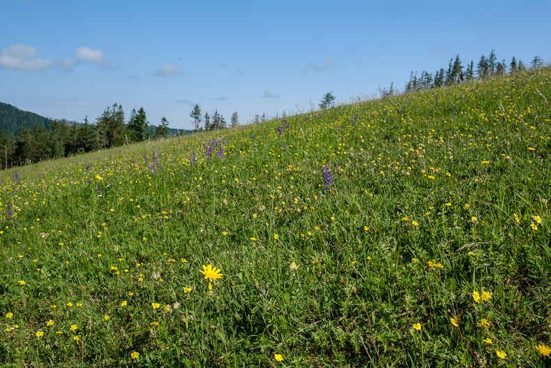 LFI-FARMINAR-HIMMELALM 2019-06-07 009  P9T1724 (c)Gerald PFABIGAN.jpg