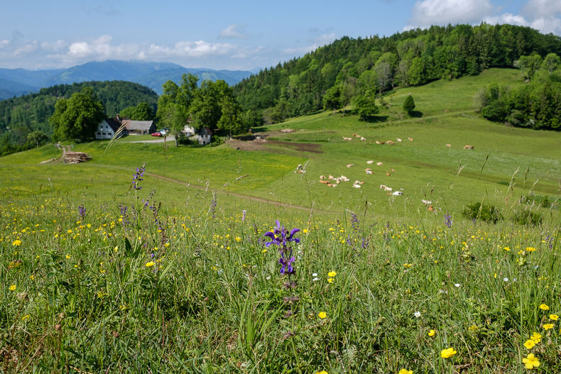 LFI-FARMINAR-HIMMELALM 2019-06-07 011  P9T1723 (c)Gerald PFABIGAN.jpg LFI-FARMINAR-HIMMELALM 2019-06-07 011  P9T1723 (c)Gerald PFABIGAN.jpg