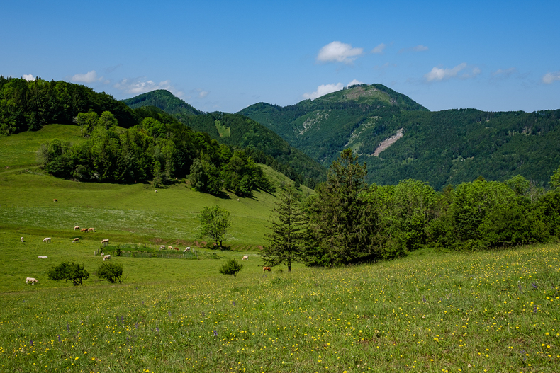 LFI-FARMINAR-HIMMELALM 2019-06-07 013  P9T1972 (c)Gerald PFABIGAN.jpg