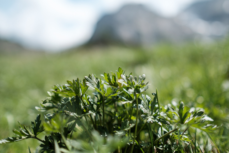 LFI-FARMINAR-RUDNIGALM 2019-06-19 005  P9T3162 (c)Gerald PFABIGAN.jpg LFI-FARMINAR-RUDNIGALM 2019-06-19 005  P9T3162 (c)Gerald PFABIGAN.jpg