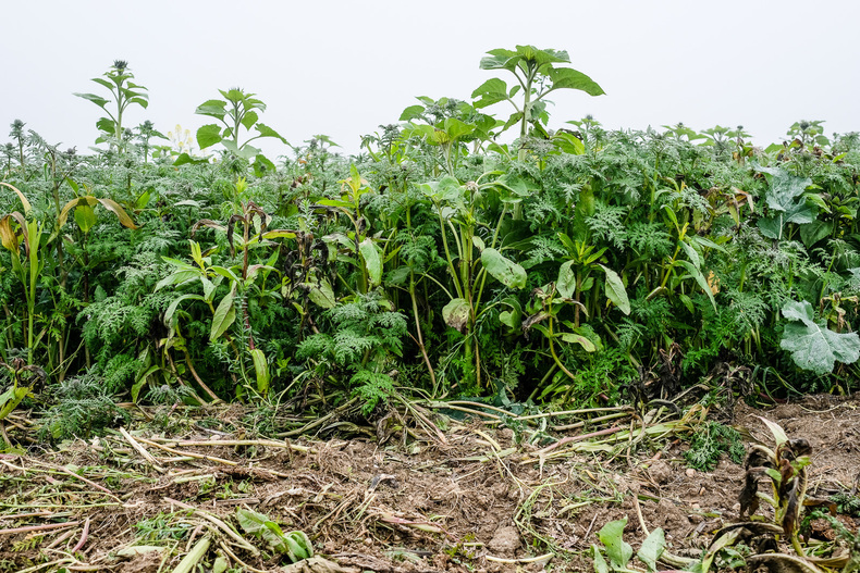 FARMINAR-NZL-CSF 2019-10-14 009  P9T5293 (c)Gerald PFABIGAN.jpg FARMINAR-NZL-CSF 2019-10-14 009  P9T5293 (c)Gerald PFABIGAN.jpg