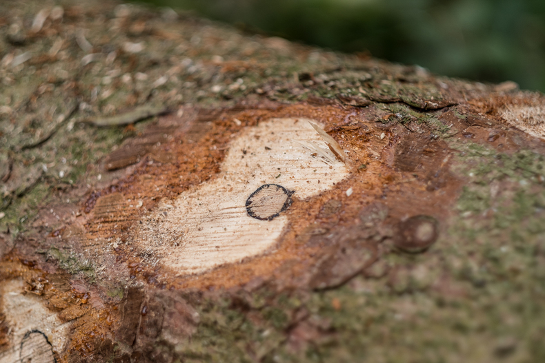 LFI-Farminar Holzauformung.jpg LFI-Farminar Holzauformung.jpg