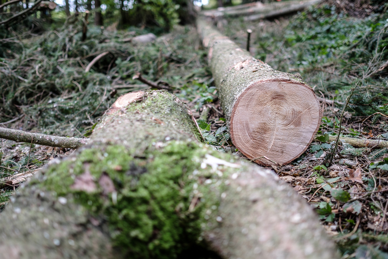 LFI-Farminar Holzauformung.jpg LFI-Farminar Holzauformung.jpg