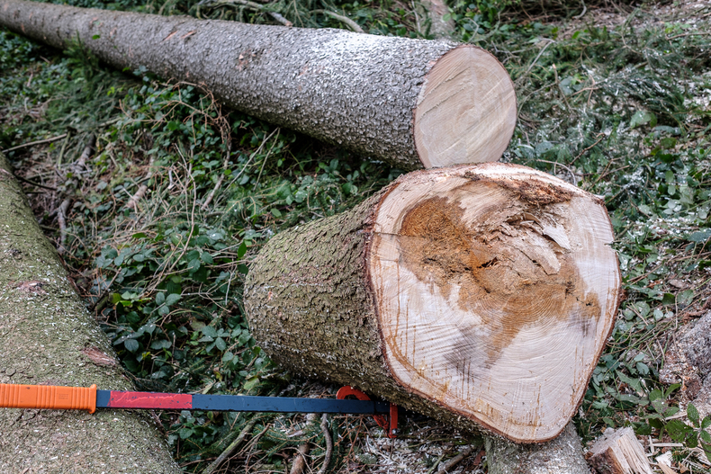 LFI-Farminar Holzauformung.jpg LFI-Farminar Holzauformung.jpg