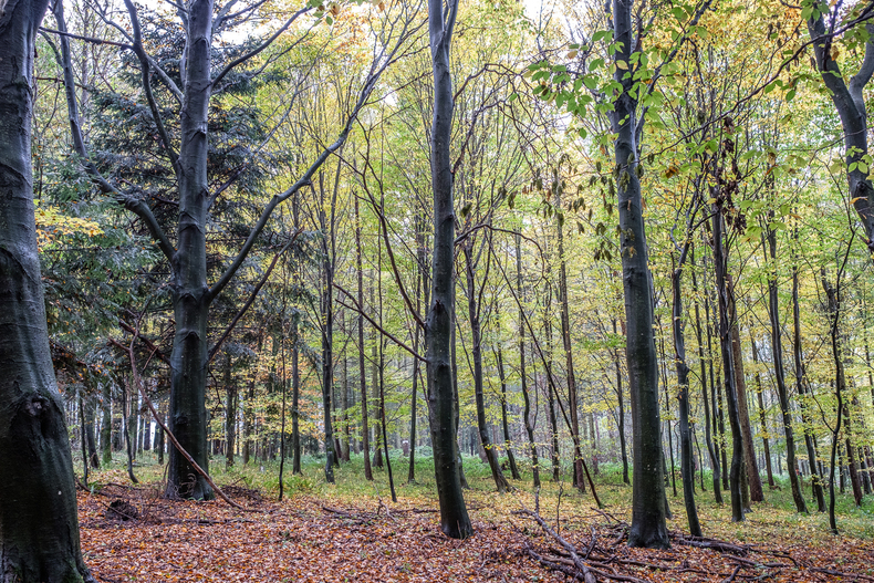 Waldboden, Videos Waldboden, Videos
