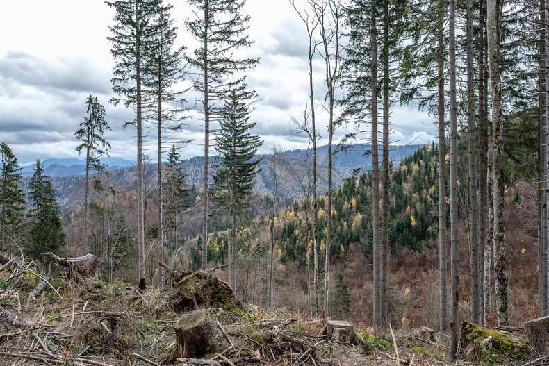 Waldboden, Videos Waldboden, Videos