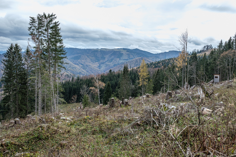 Waldboden, Videos Waldboden, Videos