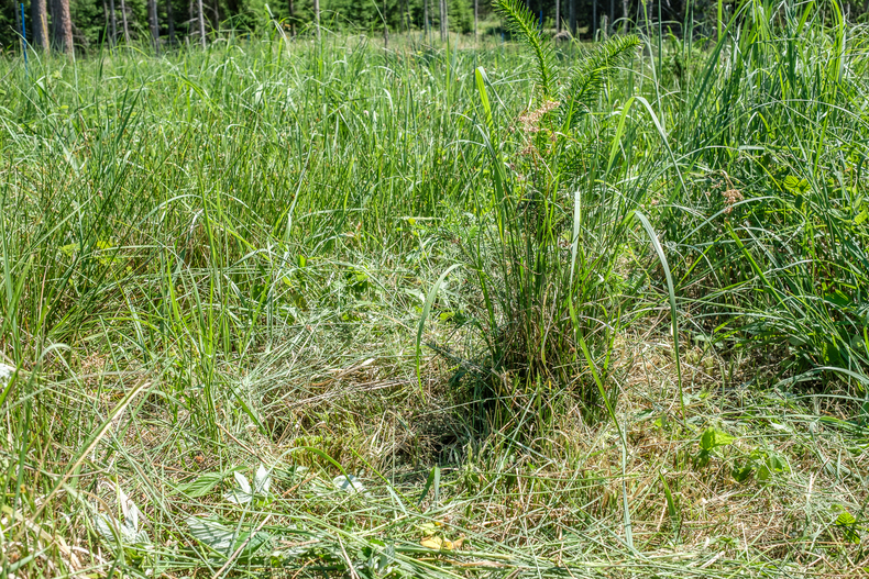 LFI-FARMINAR-FREISCHNEIDER-ANWENDUNG 2021-06-17 022 X213133 (c)-Ing-Gerald-PFABIGAN.jpg LFI-FARMINAR-FREISCHNEIDER-ANWENDUNG 2021-06-17 022 X213133 (c)-Ing-Gerald-PFABIGAN.jpg