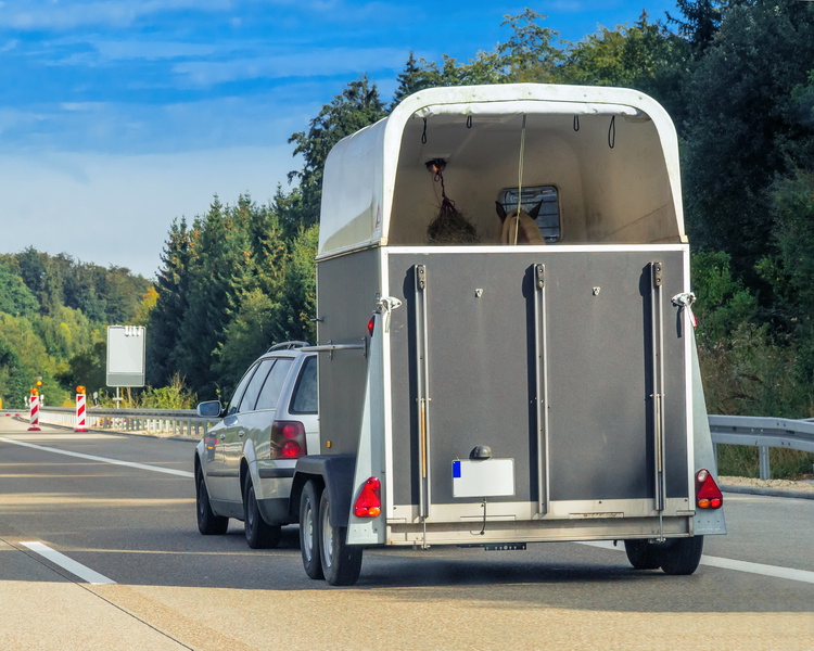 Sachkundelehrgang für Tiertransport - Schwerpunkt Pferd
