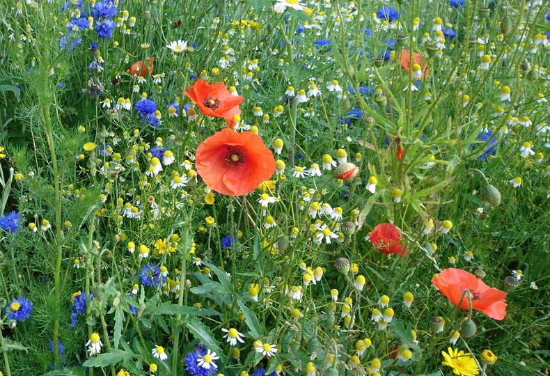 Lehrgang Wildblumenwiese, blended learning Lehrgang Wildblumenwiese, blended learning