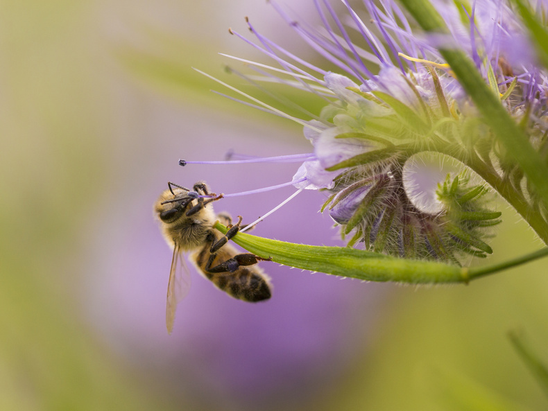 Borretschgewächse - kratzig, kräftig und kostbar Borretschgewächse - kratzig, kräftig und kostbar