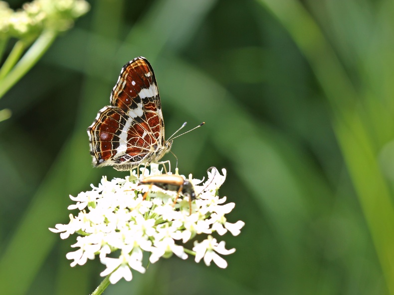 Insekten, die bedrohte Vielfalt