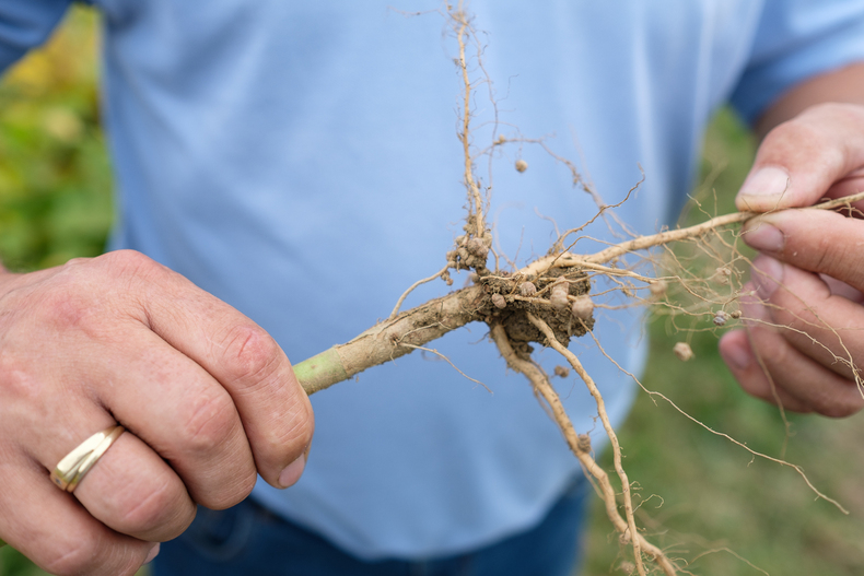 FARMINAR Pflanzenzüchtung