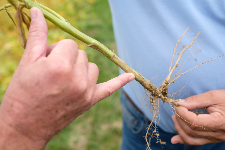 FARMINAR Pflanzenzüchtung