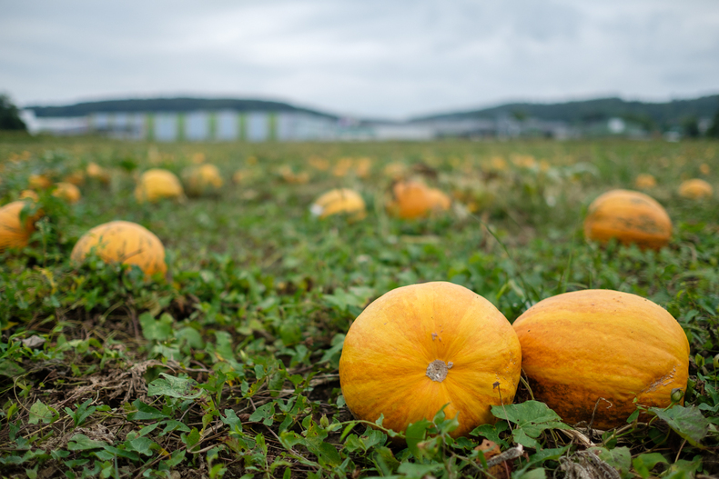 FARMINAR Pflanzenzüchtung