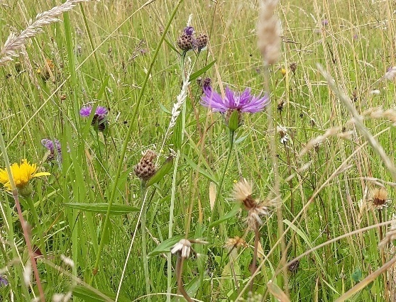 Natur am Hof - Landwirtschaft UND Artenvielfalt Natur am Hof - Landwirtschaft UND Artenvielfalt